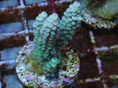 画像1: No.69 バーミキュラータ (1)