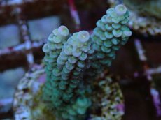 画像2: No.69 バーミキュラータ (2)