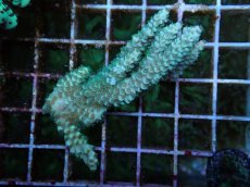 画像1: No.70 バーミキュラータ (1)