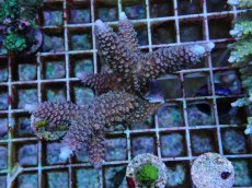 画像1: No.71 フィジー産 ヒメマツミドリイシ (1)