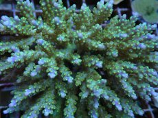 画像2: No.72 フィジー産 スゲミドリイシ (2)