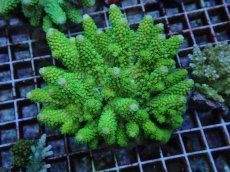 画像1: No.73 フィジー産 ツツユビミドリイシ (1)