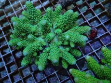 画像1: No.74 フィジー産 ツツユビミドリイシ (1)