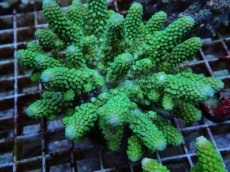 画像2: No.74 フィジー産 ツツユビミドリイシ (2)