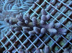 画像1: No.75 バーミキュラータ (1)