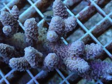 画像2: No.75 バーミキュラータ (2)