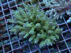 画像1: No.76 フィジー産 スゲミドリイシ (1)