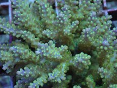 画像2: No.76 フィジー産 スゲミドリイシ (2)