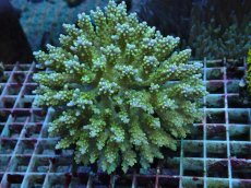 画像1: No.77 フィジー産 スゲミドリイシ (1)