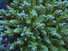 画像2: No.77 フィジー産 スゲミドリイシ (2)