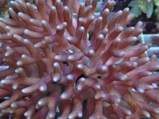 画像2: No.78 フィジー産 フトトゲサンゴ (2)