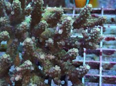 画像2: No.79 浅場ミドリイシ (2)