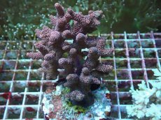 画像1: No.80 ハイマツミドリイシ (1)