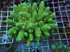 画像1: No.81 フィジー産 ツツユビミドリイシ (1)