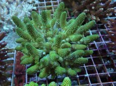 画像1: No.82 フィジー産 ツツユビミドリイシ (1)