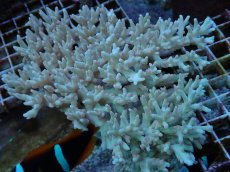 画像1: No.83 深場ミドリイシ　ポリプピンク (1)