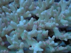 画像2: No.83 深場ミドリイシ　ポリプピンク (2)