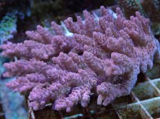 画像1: No.84 オーストラリア産 浅場ミドリイシ (1)