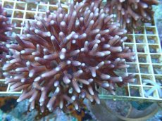 画像1: No.85 フィジー産 フトトゲサンゴ (1)