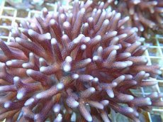 画像2: No.85 フィジー産 フトトゲサンゴ (2)