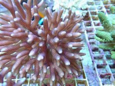 画像2: No.86 フィジー産 フトトゲサンゴ (2)