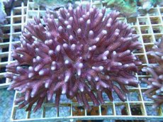 画像1: No.87 フィジー産 フトトゲサンゴ (1)