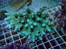 画像1: No.88 浅場ミドリイシ (1)