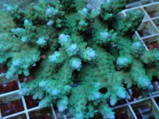 画像2: No.88 浅場ミドリイシ (2)