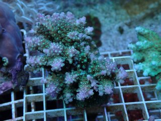 No.64 ナガレハナサンゴ 茎グリーンを買うならアクアスタイルユー 大阪