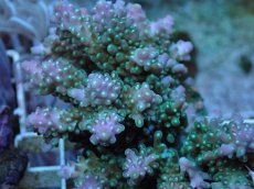 画像2: No.89 浅場ミドリイシ (2)