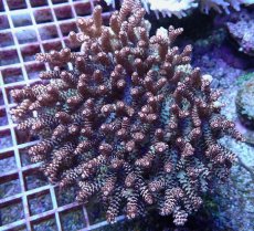 画像1: No.91 セラーゴ (1)