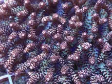 画像2: No.91 セラーゴ (2)