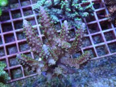 画像1: No.92 フィジー産 浅場ミドリイシ (1)