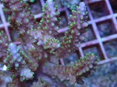 画像2: No.92 フィジー産 浅場ミドリイシ (2)