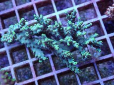 画像1: No.93 深場ミドリイシ (1)