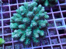 画像1: No.94 フィジー産 カドエダミドリイシ (1)