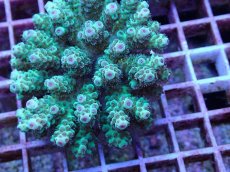 画像2: No.94 フィジー産 カドエダミドリイシ (2)