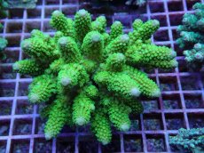 画像1: No.95 フィジー産 ツツユビミドリイシ (1)