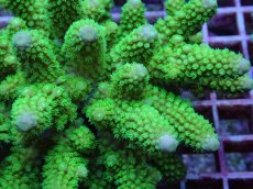 画像2: No.95 フィジー産 ツツユビミドリイシ (2)