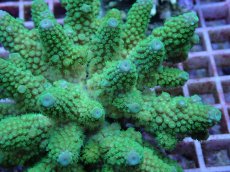 画像2: No.96 フィジー産 ツツユビミドリイシ (2)