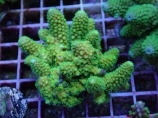 画像1: No.97 フィジー産 ツツユビミドリイシ (1)