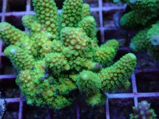 画像2: No.97 フィジー産 ツツユビミドリイシ (2)