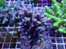 画像1: No.98 ウスエダミドリイシ　ピンク (1)