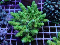 画像1: No.99 フィジー産 ツツユビミドリイシ (1)