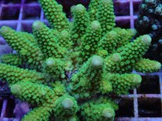 画像2: No.99 フィジー産 ツツユビミドリイシ (2)