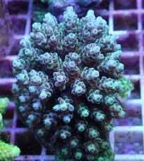 画像1: No.100 フィジー産 クシハダミドリイシ (1)