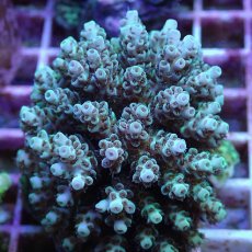 画像2: No.100 フィジー産 クシハダミドリイシ (2)