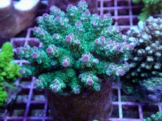 画像1: No.101 フィジー産 カドエダミドリイシ (1)