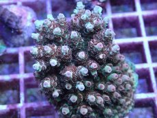 画像2: No.102 フィジー産 クシハダミドリイシ (2)