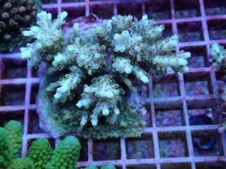 ミドリイシ ·7種類 ミドリイシ 7種類